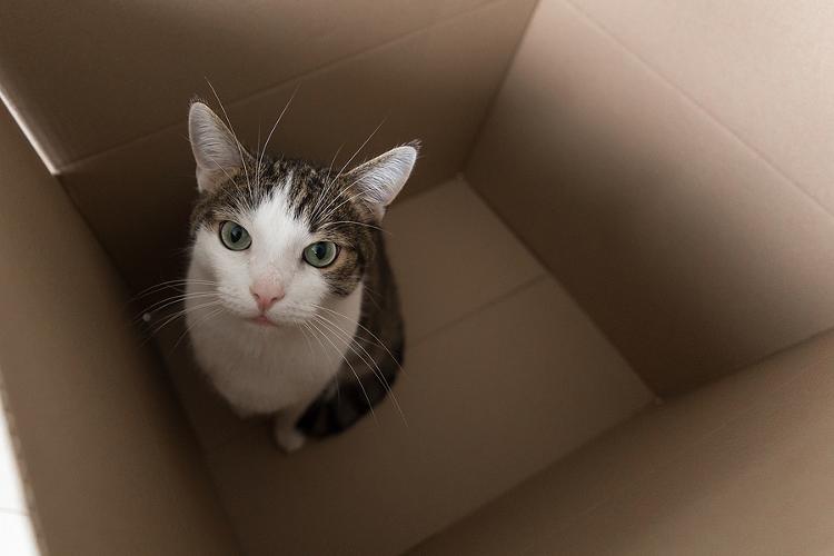 Pet Cat And 30K In Cash Among Bizarre Items Found By Home Removal Teams Moving house can be a busy and stressful time, so it is important to have a reliable removals company for those forgetful moments! 